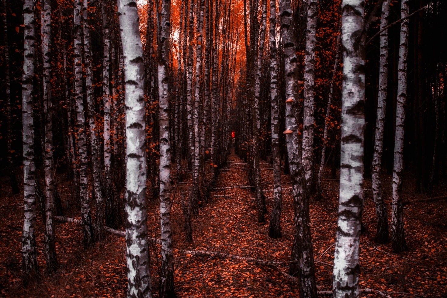 A Journey into the Mysteries of Nature