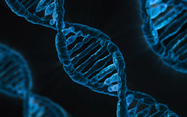 genome genome